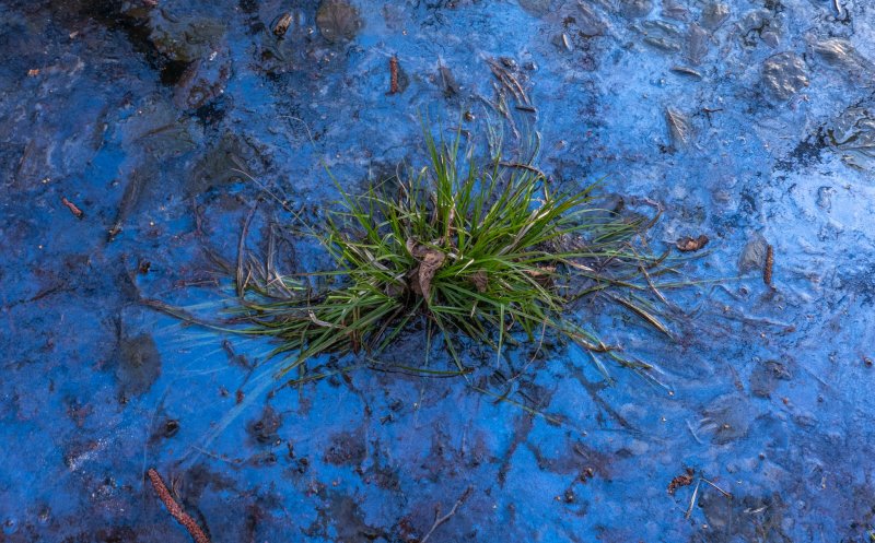 O adunătură de “neam prost” / Deșeurile abandonate din pădurea Făget afectează biodiversitatea