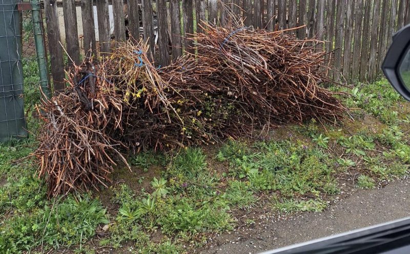 Știi când și unde poți preda deșeurile vegetale în Cluj-Napoca? Scapă GRATUIT de ele