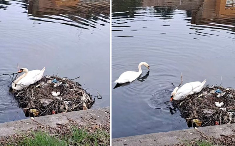 Cuib de lebede ”tapetat” cu gunoaie în Cluj-Napoca / Mizeriile de pe Someș s-au oprit la cuib. Trăgea săraca de o cârpă de numa'