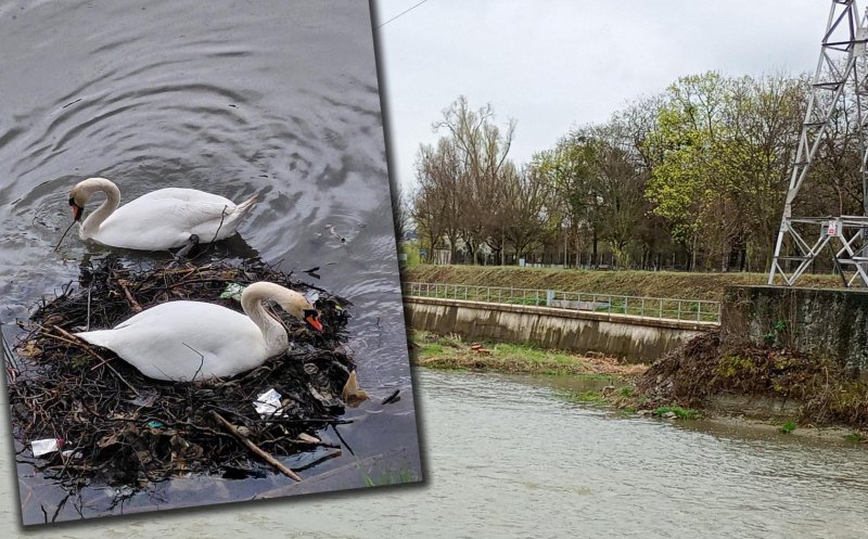 Cine a avut "strălucita" idee să taie stufărișul? / ”Specialiștii” omoară încet și sigur toată biodiversitatea