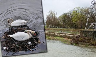 Cine a avut "strălucita" idee să taie stufărișul? / ”Specialiștii” omoară încet și sigur toată biodiversitatea