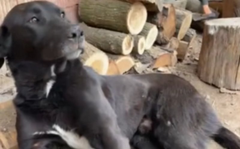 Caz revoltător: câine paralizat după ce a fost bătut cu biciul de stăpâni. Un medic veterinar din Cluj a intervenit