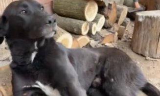 Caz revoltător: câine paralizat după ce a fost bătut cu biciul de stăpâni. Un medic veterinar din Cluj a intervenit