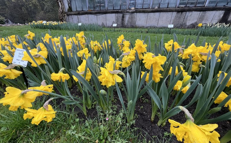 Grădina Botanică Cluj - Primăvara înaintează spectaculos