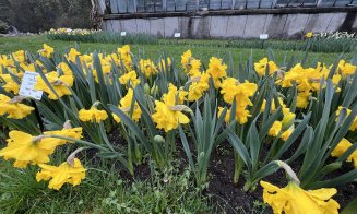 Grădina Botanică Cluj - Primăvara înaintează spectaculos