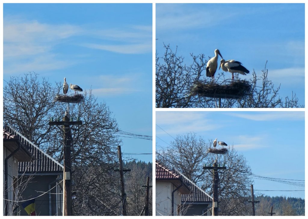 Simbolul primăverii revine la Călățele: berzele au o nouă casă sigură