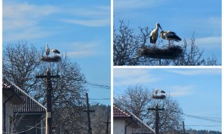 Simbolul primăverii revine la Călățele: berzele au o nouă casă sigură