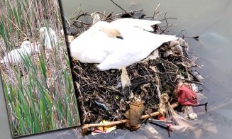 ”Nu ne revenim din chestia asta???” / ”Dar noi, ce facem? Adică mereu altul să ne scoată din căcat?!” / ”Vinovați sunt exact cetățenii”