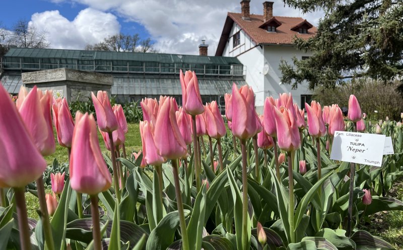 Au înflorit primele lalele la Grădina Botanică din Cluj. Nici narcisele nu sunt de ingnorat. Programul de Paști