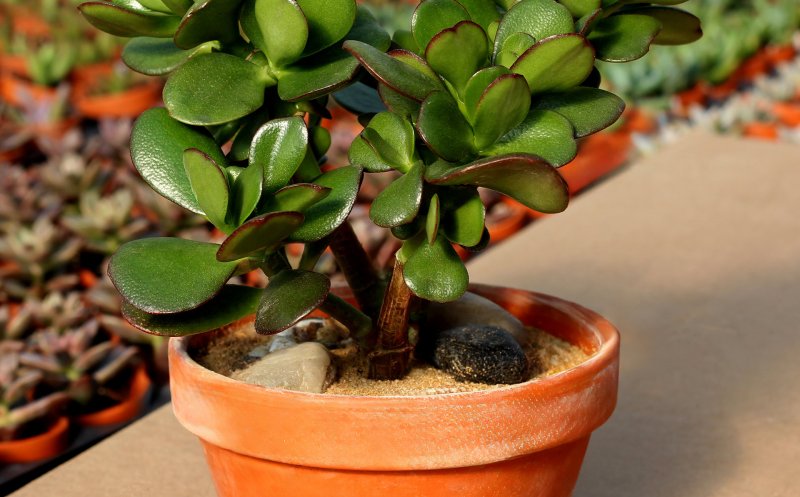 Planta „banilor” pe care e bine să o ai în casă de Paște. Atrage norocul și prosperitatea chiar din Noaptea Învierii