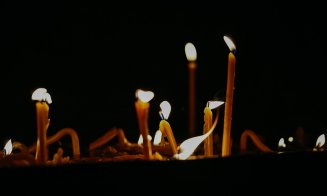 „Veniţi de luaţi Lumină!” / Mii de credincioși clujeni, au înconjurat Catedrala Mitropolitană din Cluj-Napoca, în sunete de clopote şi toacă