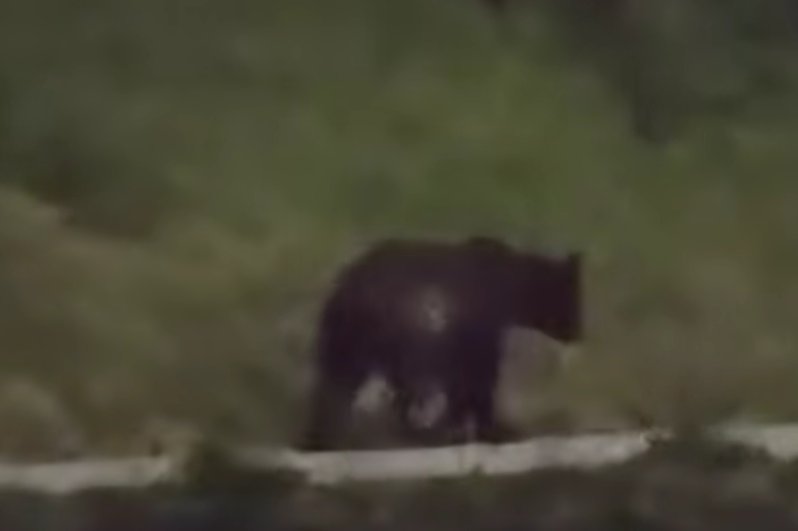 Urs semnalat într-o localitate din Cluj. Autoritățile, în alertă