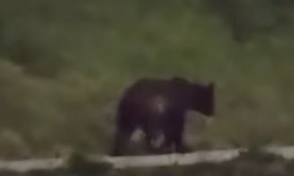 Urs semnalat într-o localitate din Cluj. Autoritățile, în alertă