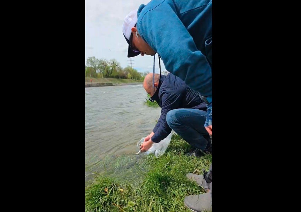 Un gest simplu pentru echilibrul Someșului: repopulare cu păstrăv