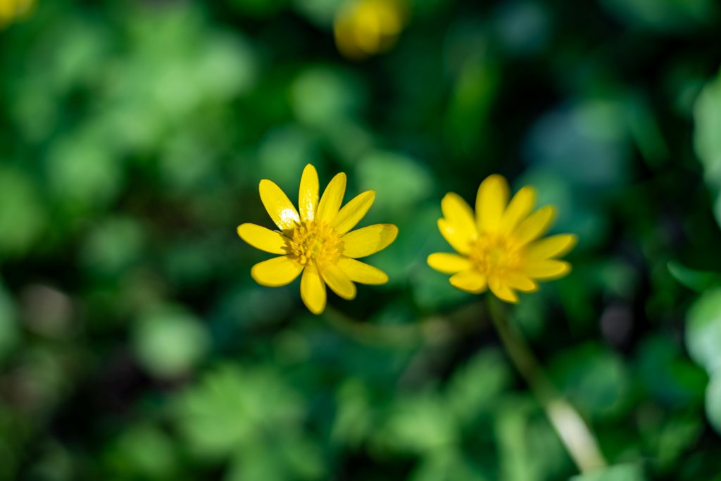 Planta ignorată de toți. Pare o simplă buruiană, dar e considerată un remediu pentru peste 150 de boli