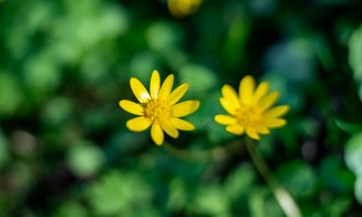 Planta ignorată de toți. Pare o simplă buruiană, dar e considerată un remediu pentru peste 150 de boli