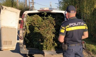 Prins cu bradul în mașina în minivacanța de 1 Mai! Surpriza polițiștilor când au tras o dubă pe dreapta