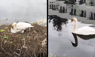 ”Avem puiuţi!” / A doua generație de bobocei de lebădă pe Someș, în Cluj-Napoca