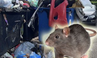 Gunoaie à la Cluj: "Minunat, șobolanii sunt deja la chef!"