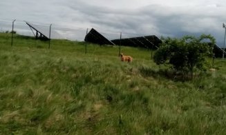 Primăria: ''Câinii de pe fostul șantier Cona & Dimex nu sunt responsabilitatea Primăriei Tureni''
