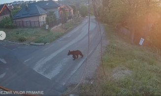 Alertă de urs în Dezmir. Primăria Apahida a sesizat autoritățile și cere populației să fie vigilentă