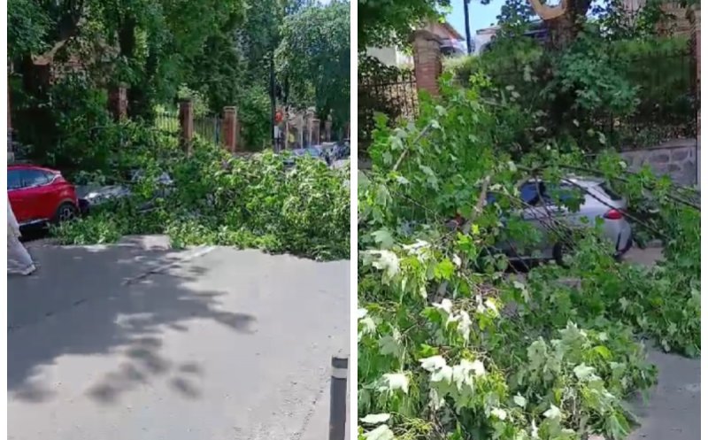 Incident grav în Cluj-Napoca: copac căzut peste un autoturism parcat. Pompierii au intervenit de urgență