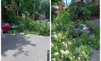 Incident grav în Cluj-Napoca: copac căzut peste un autoturism parcat. Pompierii au intervenit de urgență