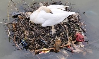 ADIO lebede cu boboci pe Someș / ”Căutăm familia de lebede din cuibul construit din deșeuri”
