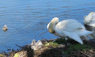 ADIO lebede cu boboci pe Someș / ”Căutăm familia de lebede din cuibul construit din deșeuri”