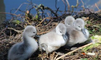 Au DISPĂRUT lebedele din Cluj-Napoca / Transylvania Wildlife Rescue:”Căutăm familia de lebede din cuibul construit din deșeuri”