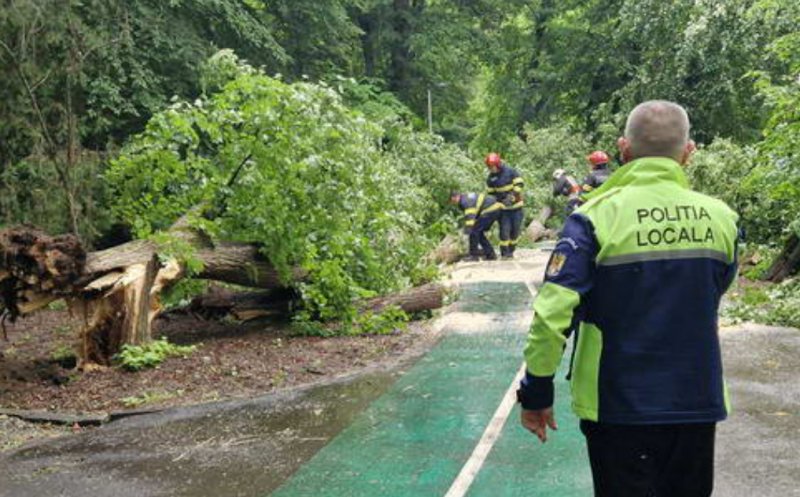 Cluj: Momente de panică într-un parc după ce un arbore de 8 metri s-a prăbușit lângă pietoni și bicicliști