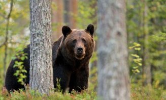 Salvamont România, avertisment de vară: urșii și viperele ajung tot mai des pe traseele turistice