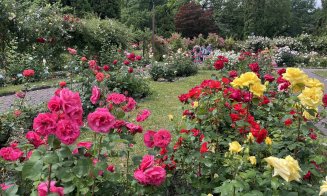 Rosarium-ul din Grădina Botanică Cluj, la apogeul înfloririi