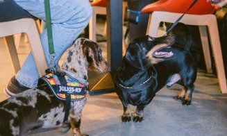 „Paw-vești cu și despre animăluțe”, la Iulius Mall, în acest weekend: discuții despre intervenții chirurgicale, recuperare și prevenție