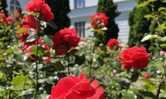 Un loc perfect pentru o plimbare de weekend: trandafirii sunt în plină înflorire la Grădina Botanică din Cluj-Napoca