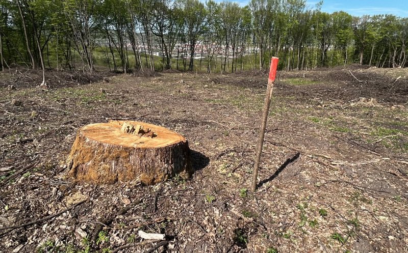 Clujenii, chemați să salveze pădurile Făget și Hoia. Dezbatere publică a Direcției Silvice