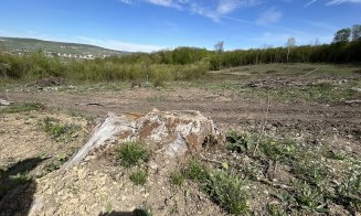 Clujenii, chemați să salveze pădurile Făget și Hoia. Dezbatere publică a Direcției Silvice