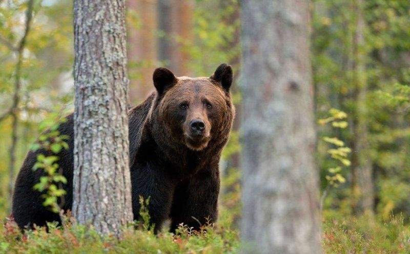 ALERTĂ în Cluj! A fost semnalată prezența unui URS / Ce trebuie să faci dacă îl întâlnești
