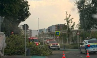 Furtuna a făcut prăpăd în Cluj-Napoca: un copac a căzut pe carosabil, iar coșuri de gunoi au fost smulse de vânt