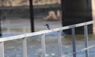 Minune albastră pe Someș în Cluj-Napoca / Indicator important al sănătății ecosistemului acvatic. Distrugerea malurilor naturale e principala amenința
