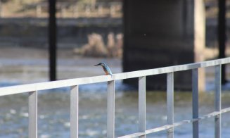 Minune albastră pe Someș în Cluj-Napoca / Indicator important al sănătății ecosistemului acvatic. Distrugerea malurilor naturale e principala amenința