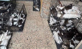 115 pisici salvate dintr-un apartament cu 2 camere / ”Și autorităților le-a luat ani de zile să facă ceva? Rușinos și jenant!”