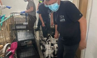 115 pisici salvate dintr-un apartament cu 2 camere / ”Și autorităților le-a luat ani de zile să facă ceva? Rușinos și jenant!”