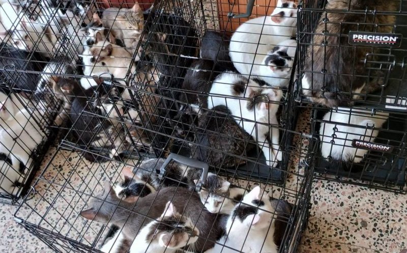 DE GROAZĂ! 115 pisici salvate dintr-un apartament cu 2 camere / ”Și autorităților le-a luat ani de zile să facă ceva? Rușinos și jenant!”