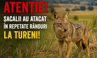 ”Oi SFÂȘIATE de șacali, la Mărtinești! PÂNĂ CÂND???” / Primărița din comună se revoltă