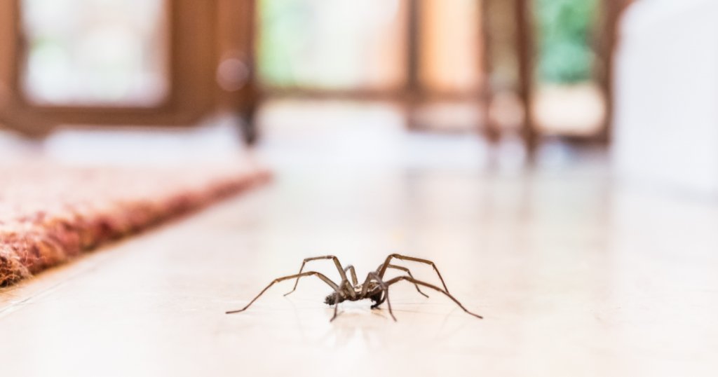 Cum să scapi de păianjeni și muște din casă în timpul verii. Sfaturi simple pentru a ține insectele la distanță