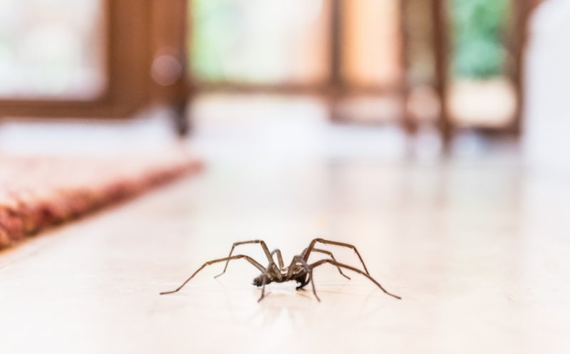 Cum să scapi de păianjeni și muște din casă în timpul verii. Sfaturi simple pentru a ține insectele la distanță