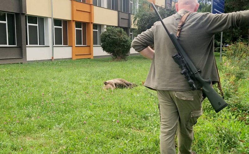 Urs pe străzile unui oraș din Aerdeal. A pătruns până în curtea unui liceu