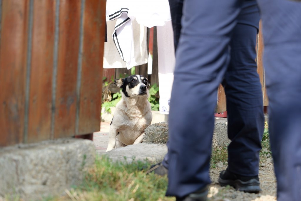 Acțiune pentru protecția animalelor în Cluj
