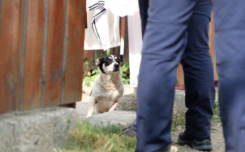 Acțiune pentru protecția animalelor în Cluj